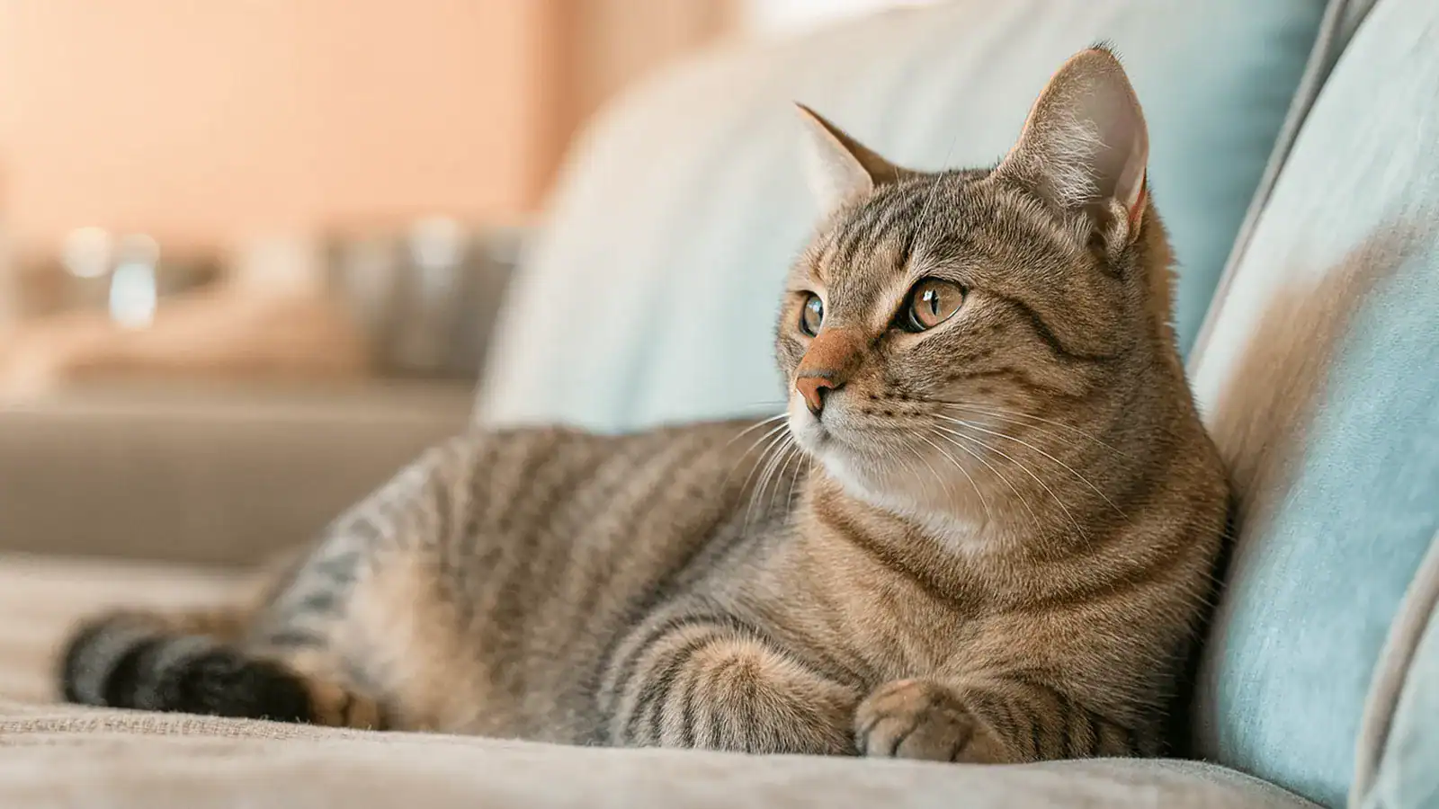 Cat making gentle eye contact with its owner on a sofa