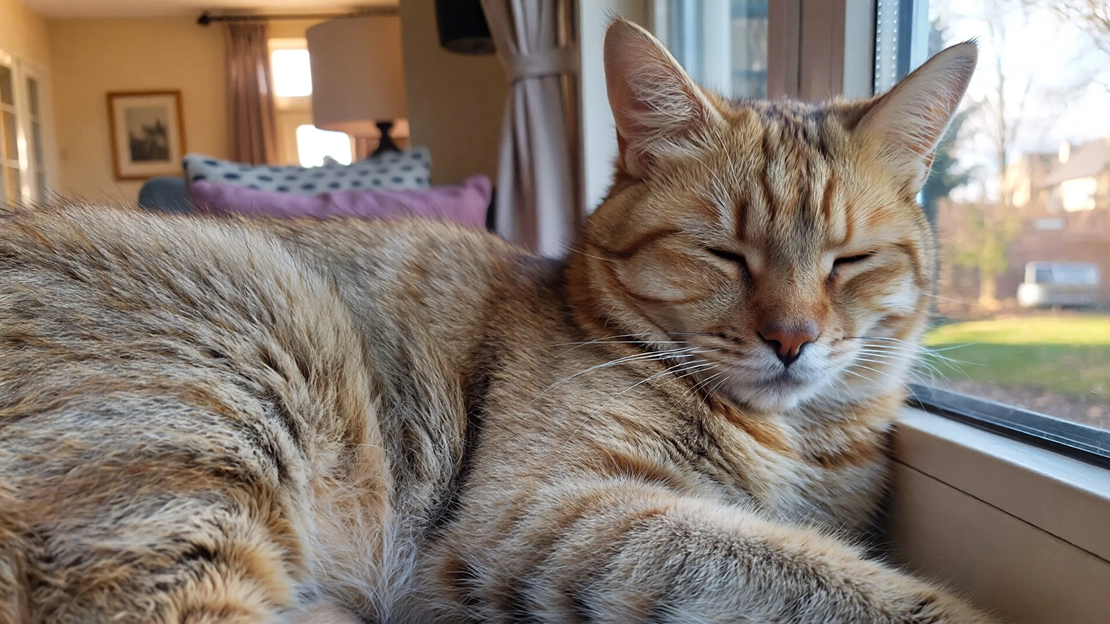 A relaxed indoor cat resting near a sunlit window, eyes half-closed in deep comfort.