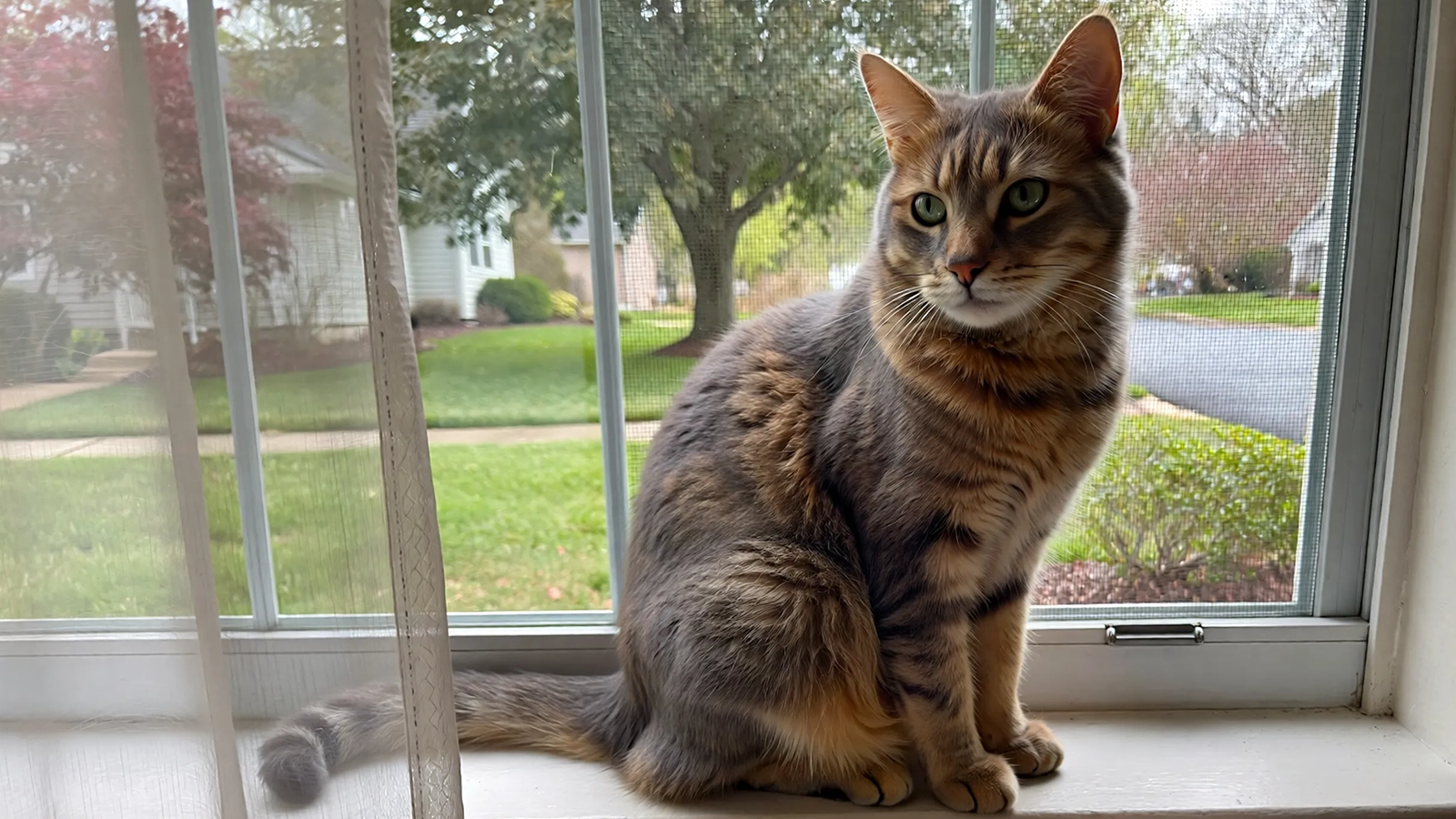 An indoor cat watching birds through a screened window in a suburban home.