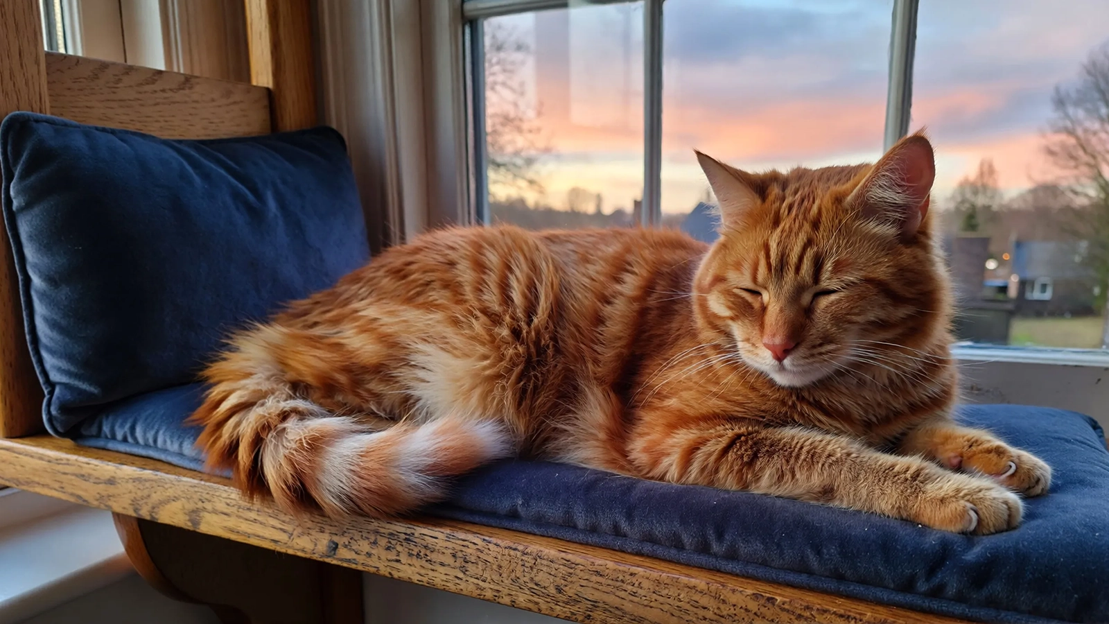 A relaxed indoor cat resting on a window perch while observing the outside environment at dusk.