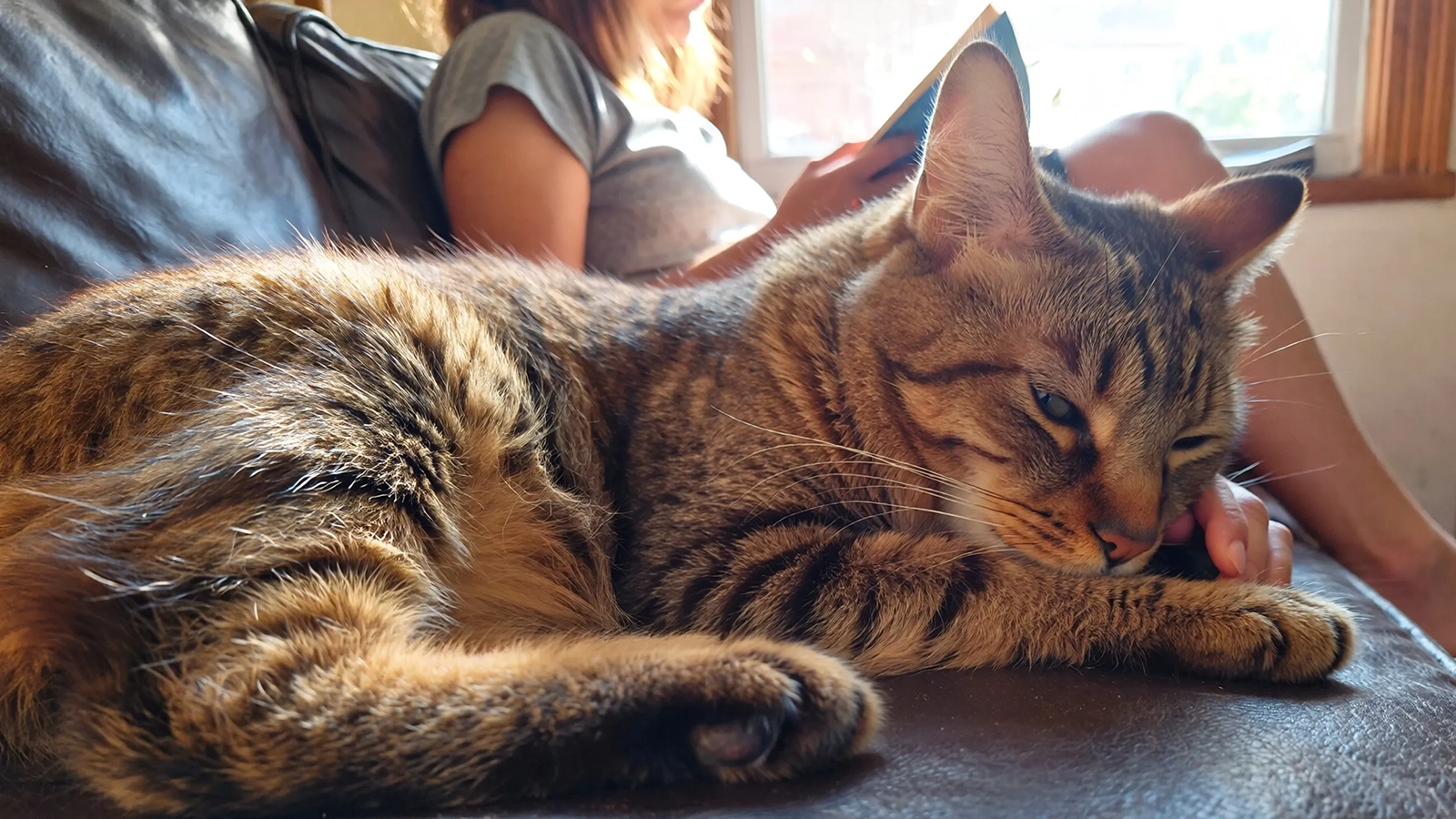 A cat sharing a calm, trusting moment with a human in a quiet home setting.